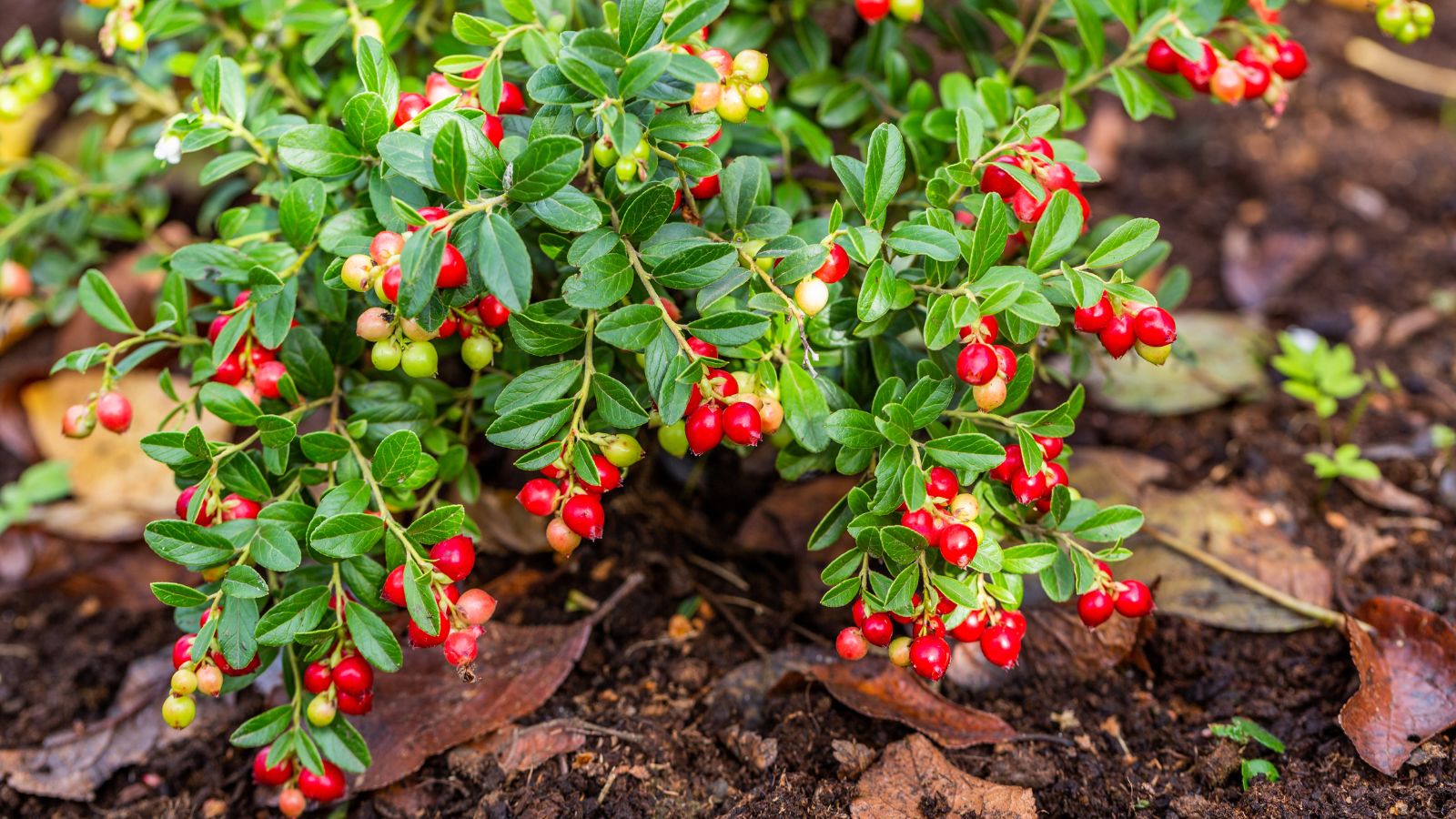 A shot of a variety of a shrub called Koralle growing near the soil ground