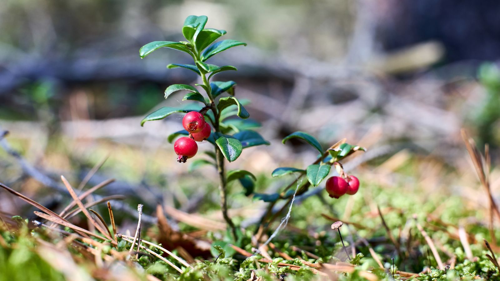 A shot of developing fruit-bearing shrub and its fruits in a well lit area outdoors