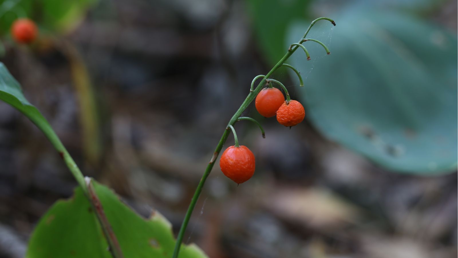 A shot of developing fruits attached on its stem in a well lit area