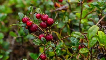 A shot of fruits and leaves of a fruit bearing shrub in a well lit area outdoors