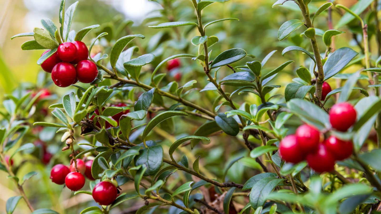 A shot of leaves and fruits of an evergreen shrub in a well lti area