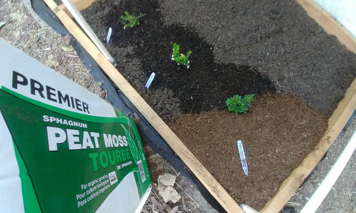 Adding peat moss mulch