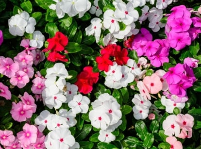 An overhead and close-up shot of a composition of impatiens walleriana