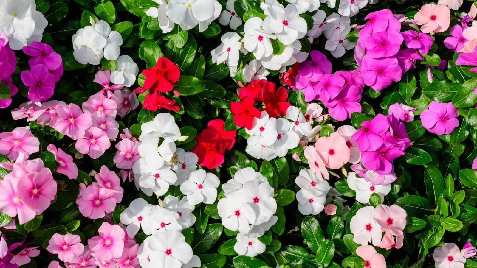 An overhead and close-up shot of a composition of impatiens walleriana having different colors