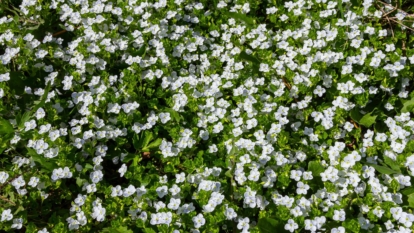 An overhead shot of a perennial ground cover showcasing its flowers and leaves in a well lit area
