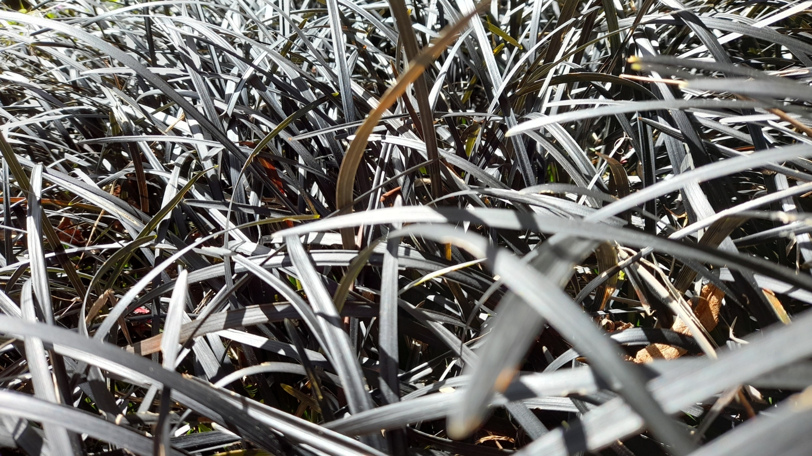 A detailed view of narrow, pointed purple leaves with a glossy sheen, growing in a tangled pattern, with light-colored mulch peeking through.
