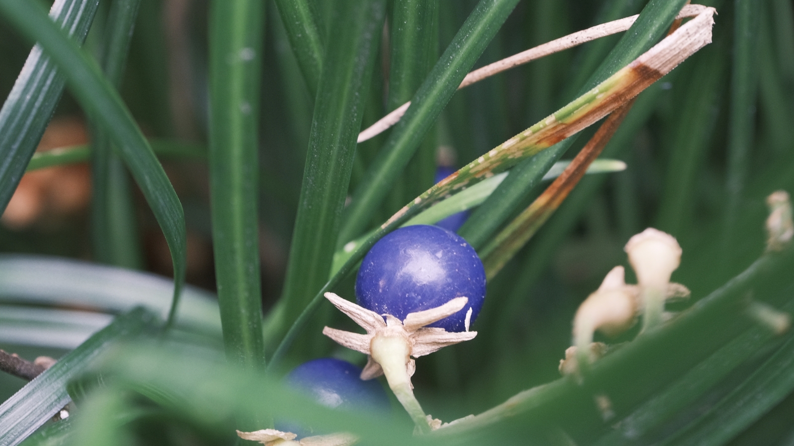 Thin, arching green leaves of Ophiopogon japonicus, with a close-up view of a single, shiny blue berry nestled among the foliage.