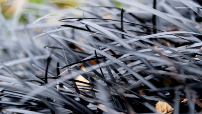 An intricate view of long, slender, purple leaves overlapping densely, displaying a smooth texture with fine lines running along each leaf’s surface.