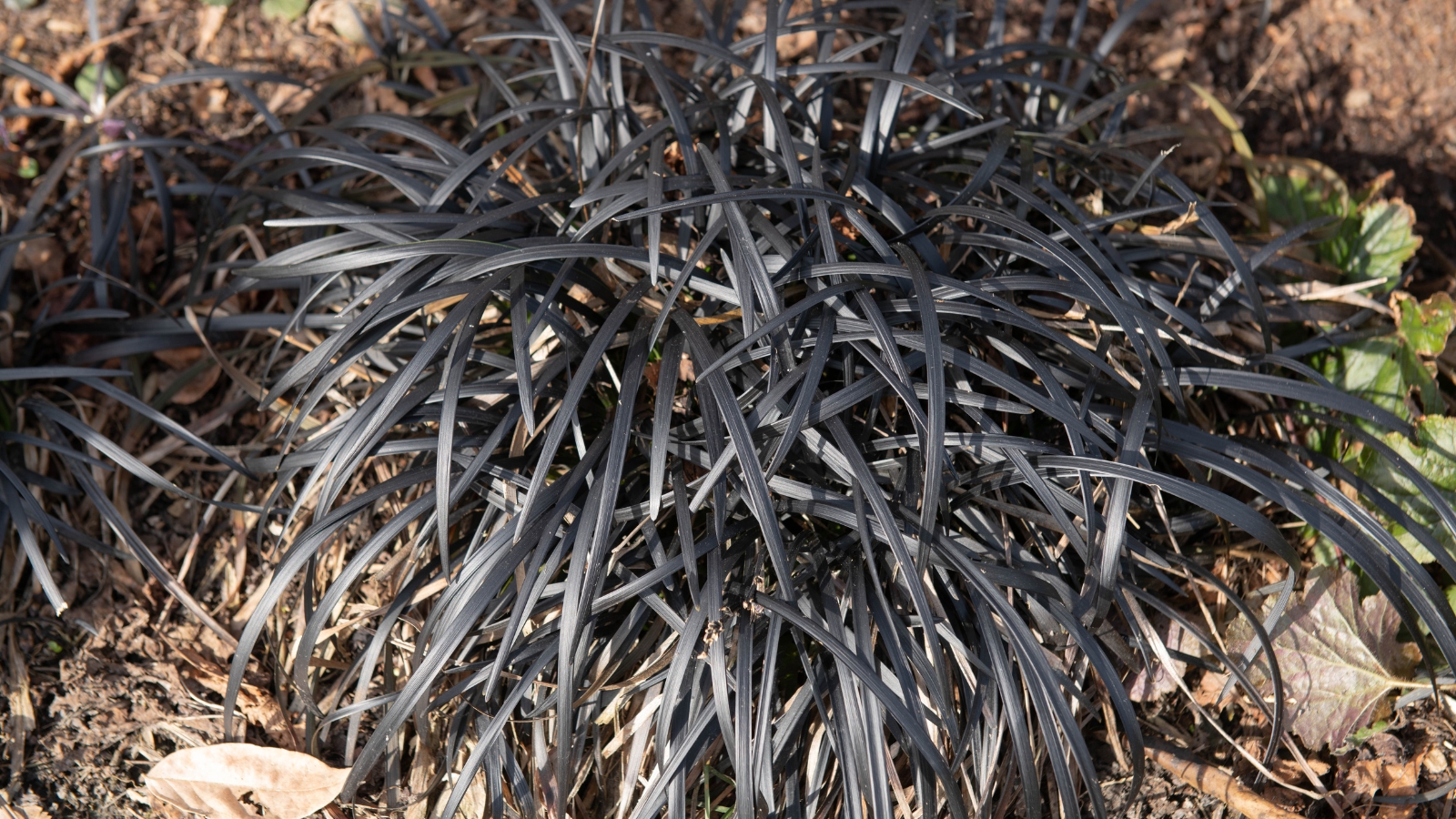 A rounded clump of narrow, dark purple leaves spreading in all directions, growing low to the ground amid scattered dried leaves.