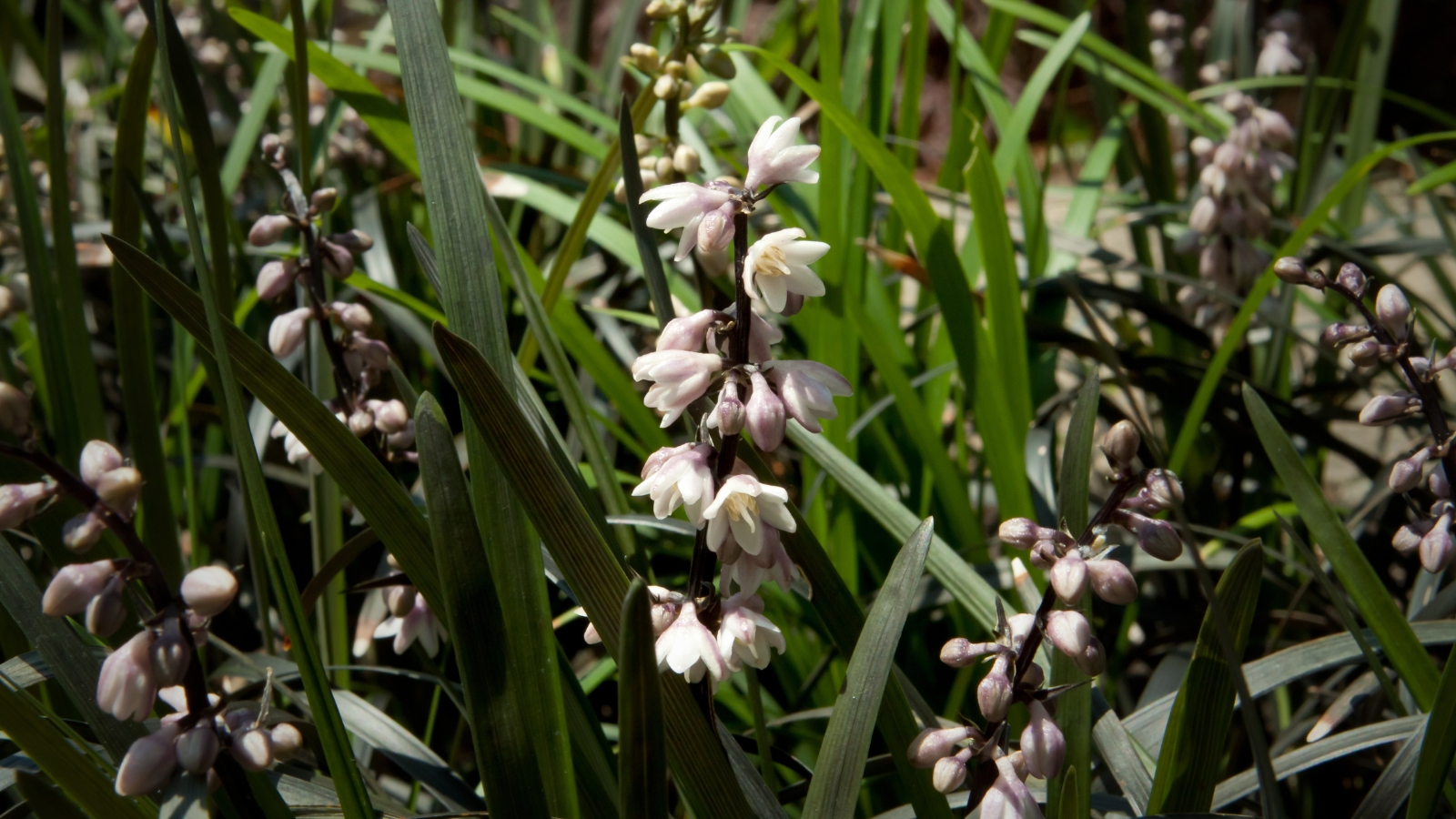 Tall, pointed purple leaves with clusters of tiny white flowers emerging at the base, framed by various other plants in the background.