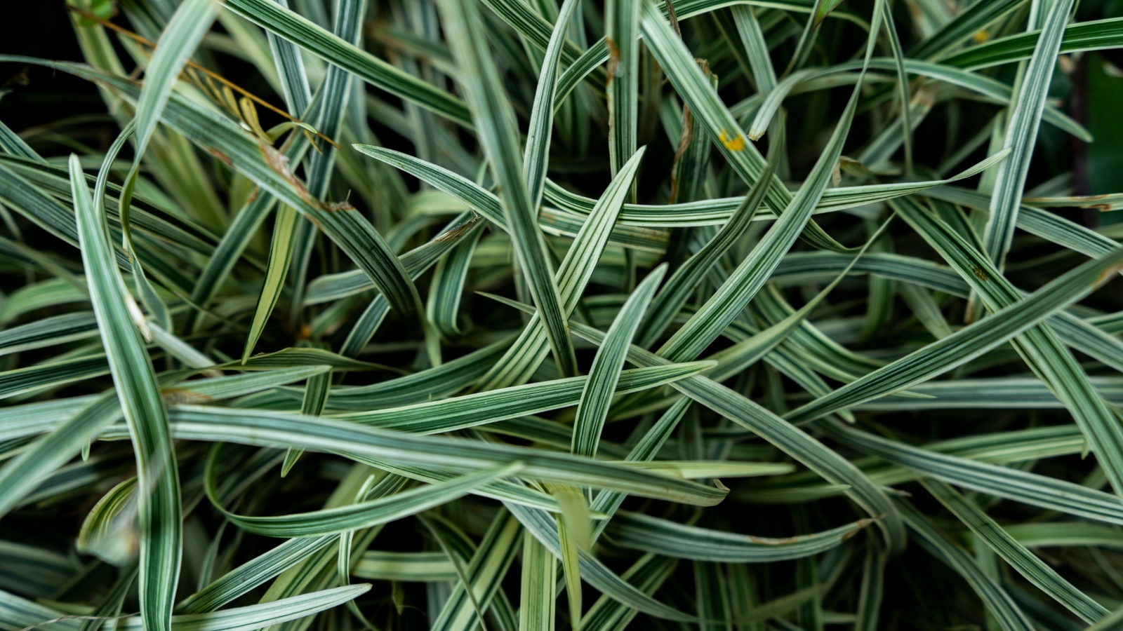 Long, narrow green leaves with bold white stripes running along each edge, creating a variegated look and forming a dense, layered texture.