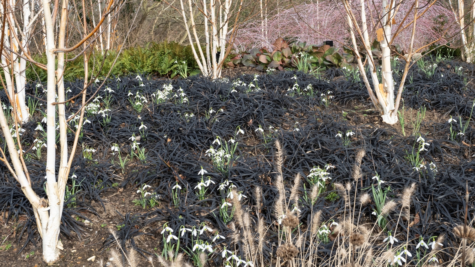 A wide bed filled with clusters of dark purple foliage, adding contrast to nearby plants, with patches of brown soil and a few bare branches in the background.