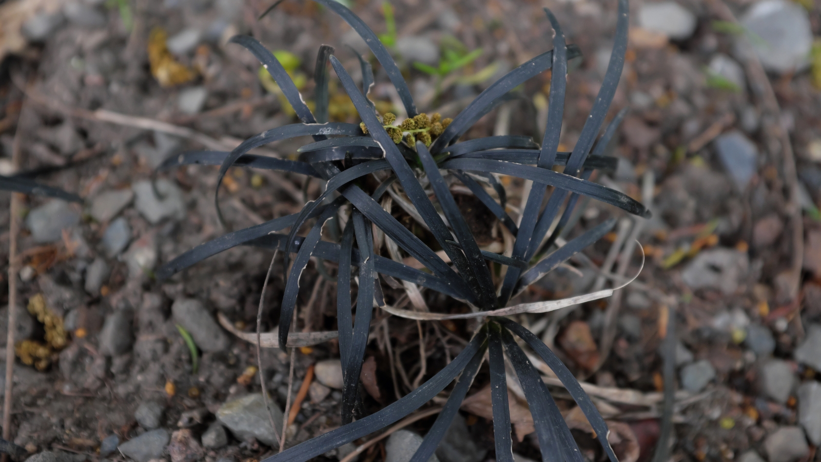 Dark purple leaves mixed with new, light green growth, creating a contrast in color, with patches of dry soil visible beneath.