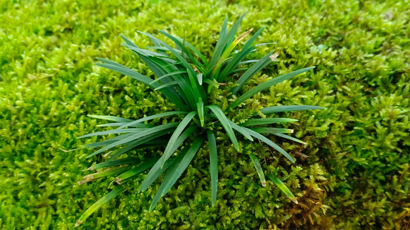 A small, rounded mound of vibrant green leaves, each leaf thin and arching, growing over a bed of soft moss, providing a lush ground cover.