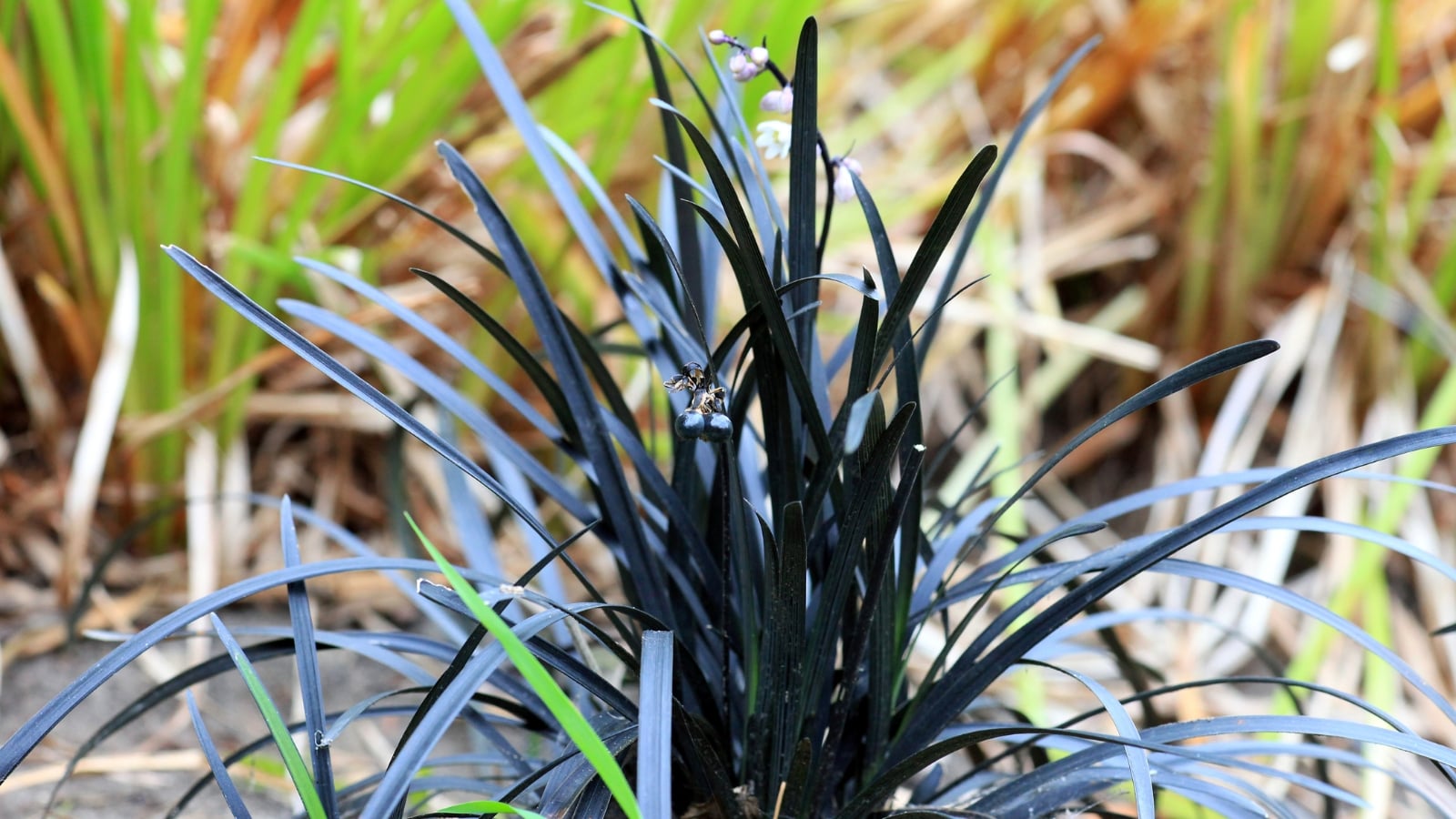 Thick, narrow, upright leaves with a deep purple hue, slightly curled at the edges, surrounded by dry soil and a few patches of light green grass.