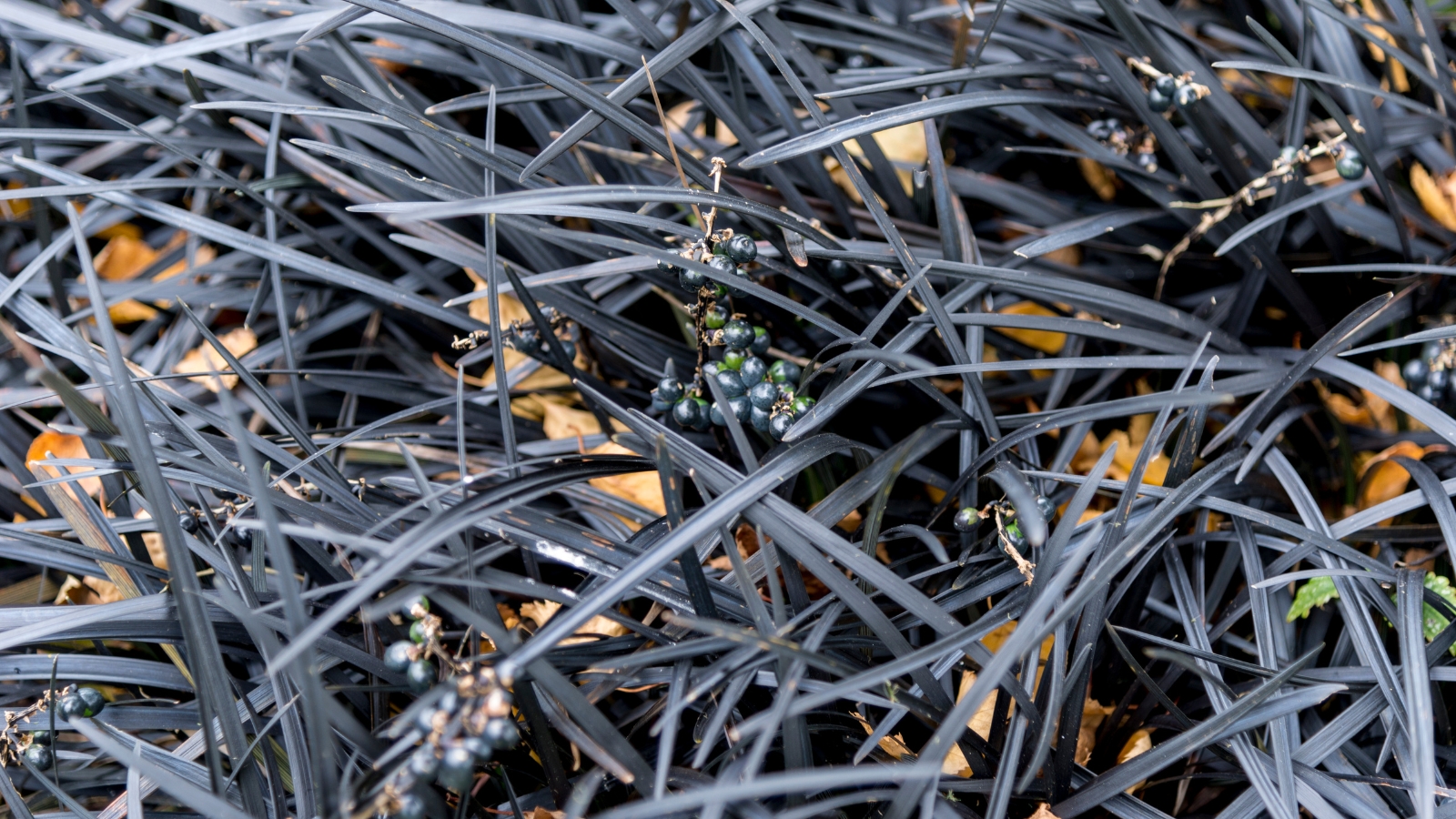 Long, thin purple leaves tangled together, interspersed with small pieces of light-colored debris on the soil surface.