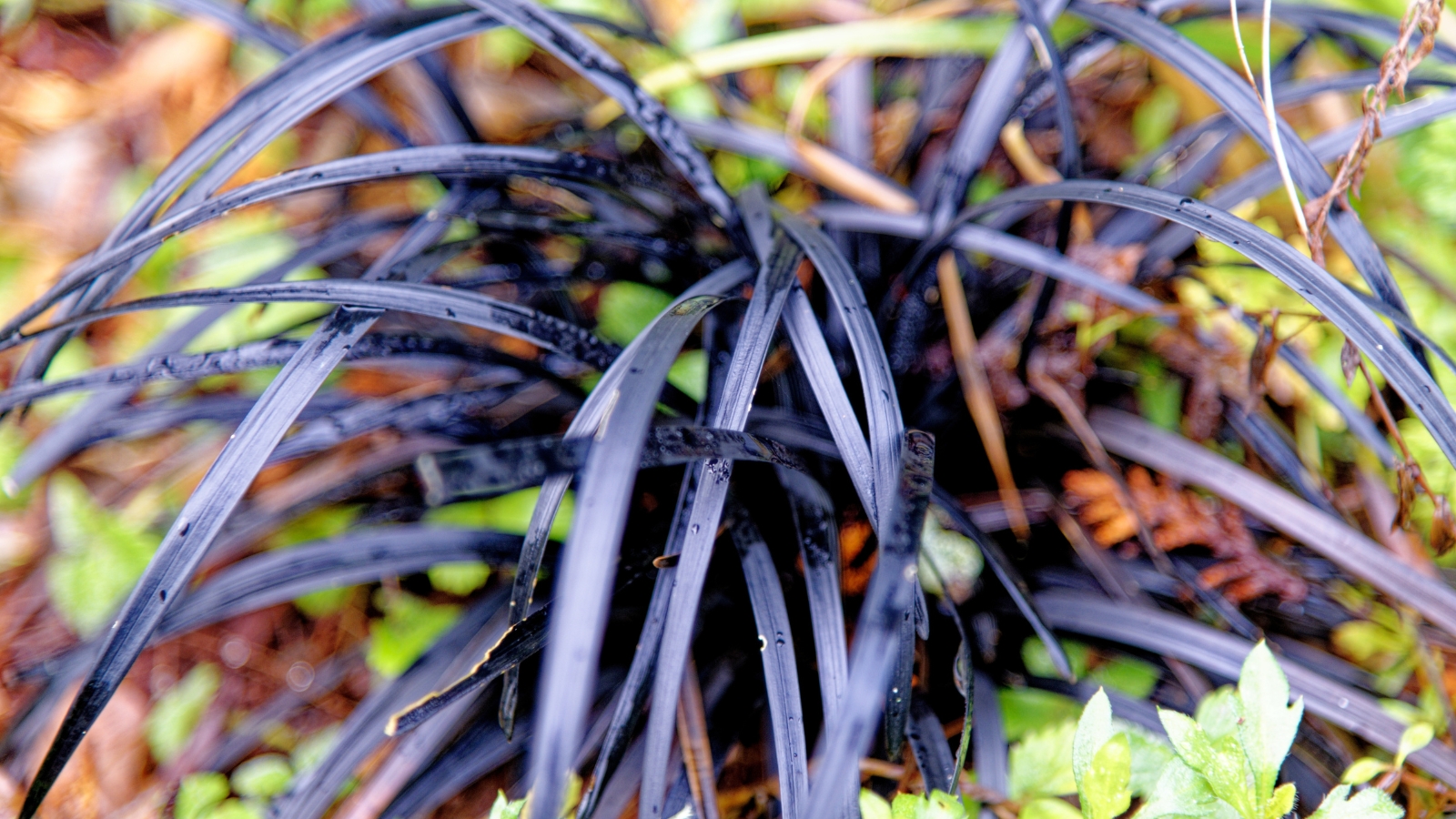 Curved, deep purple leaves that grow upward before arching outward, surrounded by tiny, bright green shoots emerging through the foliage.