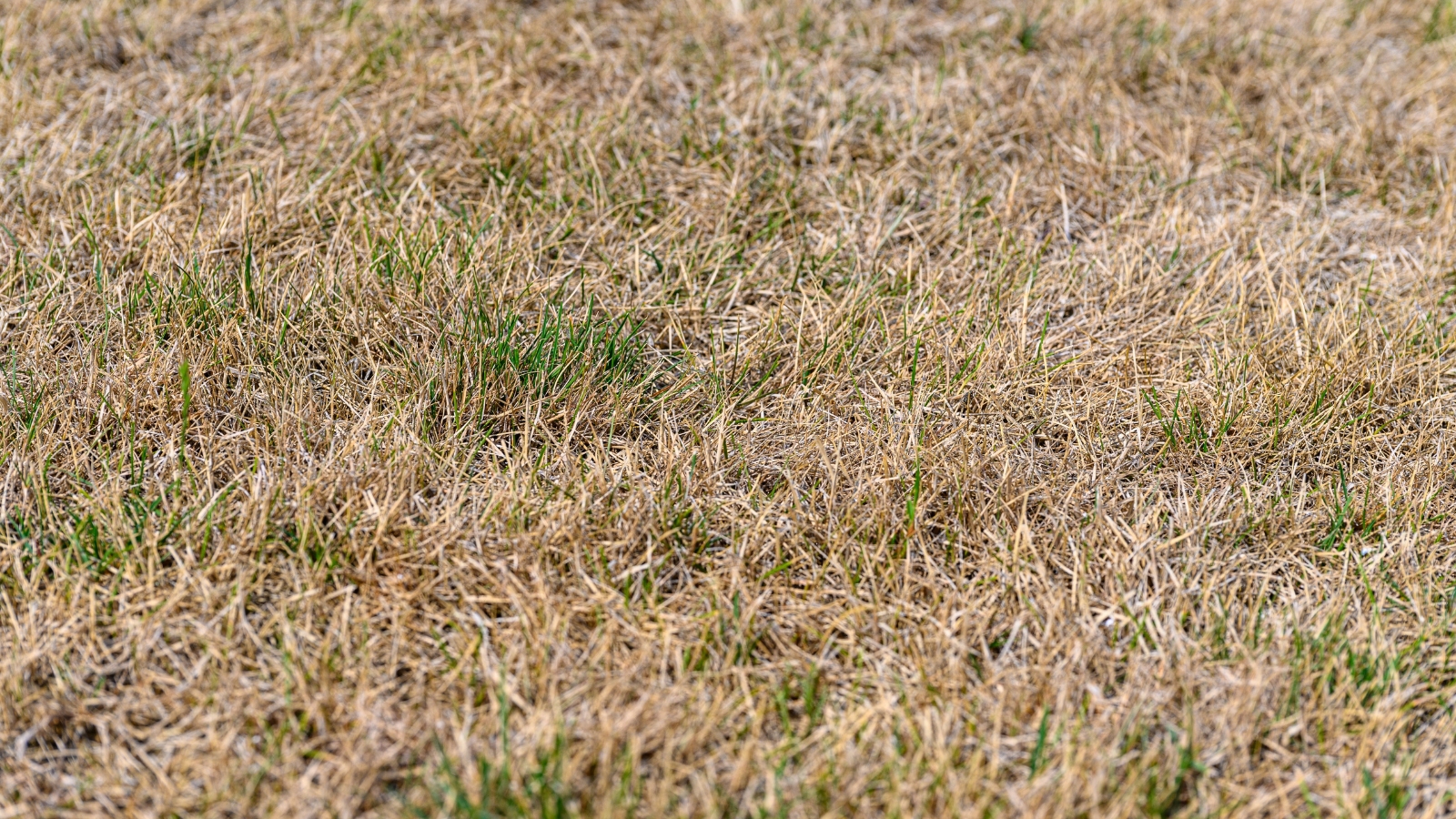 A wide expanse of short, dry grass with patches of light brown and yellow, showing signs of dehydration in an open, unshaded area.
