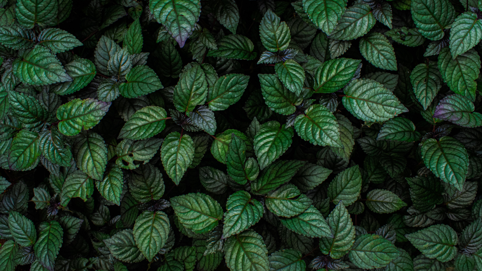 Close-up of Strobilanthes alternata leaves, showcasing their vibrant, and prominent veins with a slightly glossy texture.