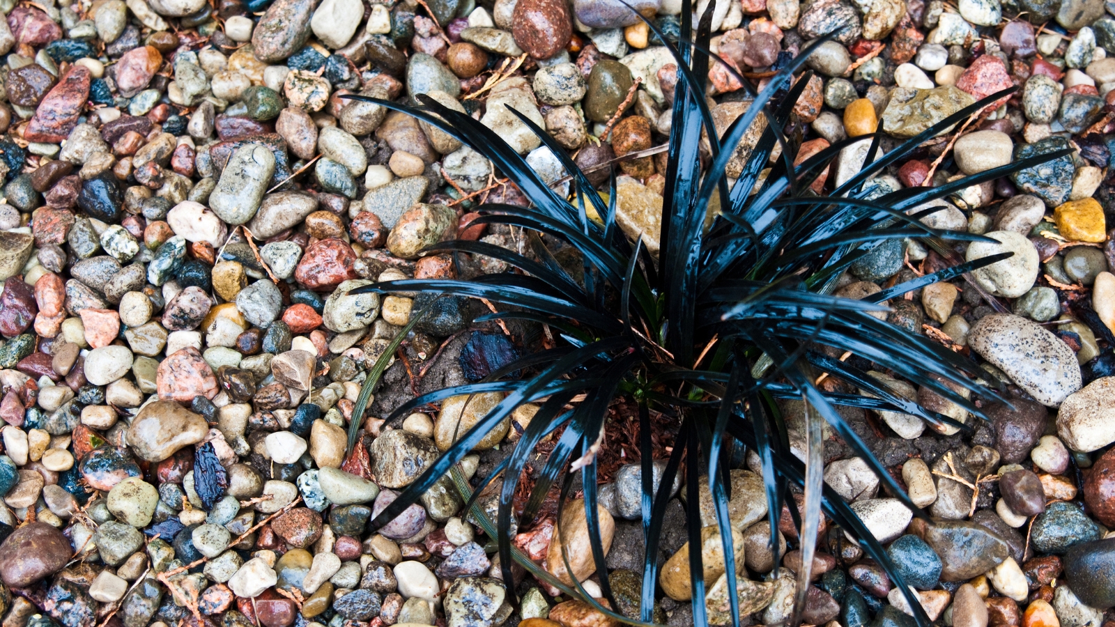 A solitary, tufted cluster of dark purple leaves set against a backdrop of smooth, multicolored pebbles, adding texture to the garden floor.
