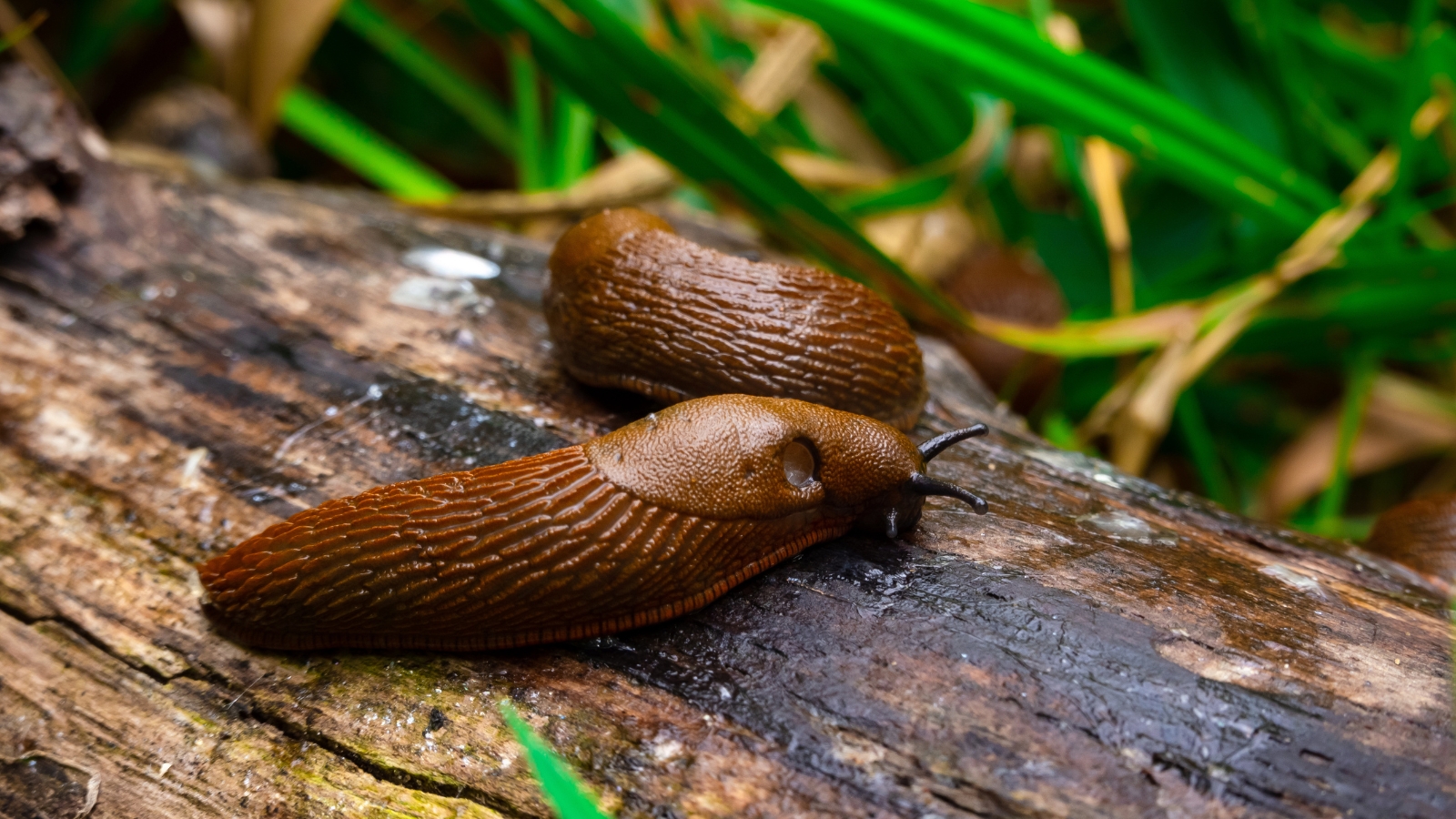 Thick, deep purple leaves of Ophiopogon planiscapus, with a small brown slug crawling over a nearby piece of bark, adding a natural element to the garden.