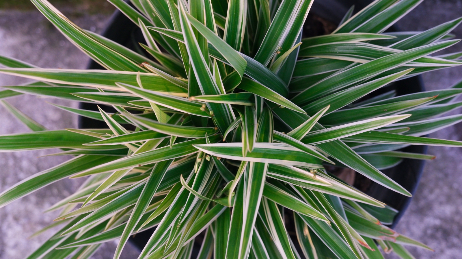 Broad, pointed green leaves with distinct cream-colored edges and faint striping, growing densely in an ornamental container.