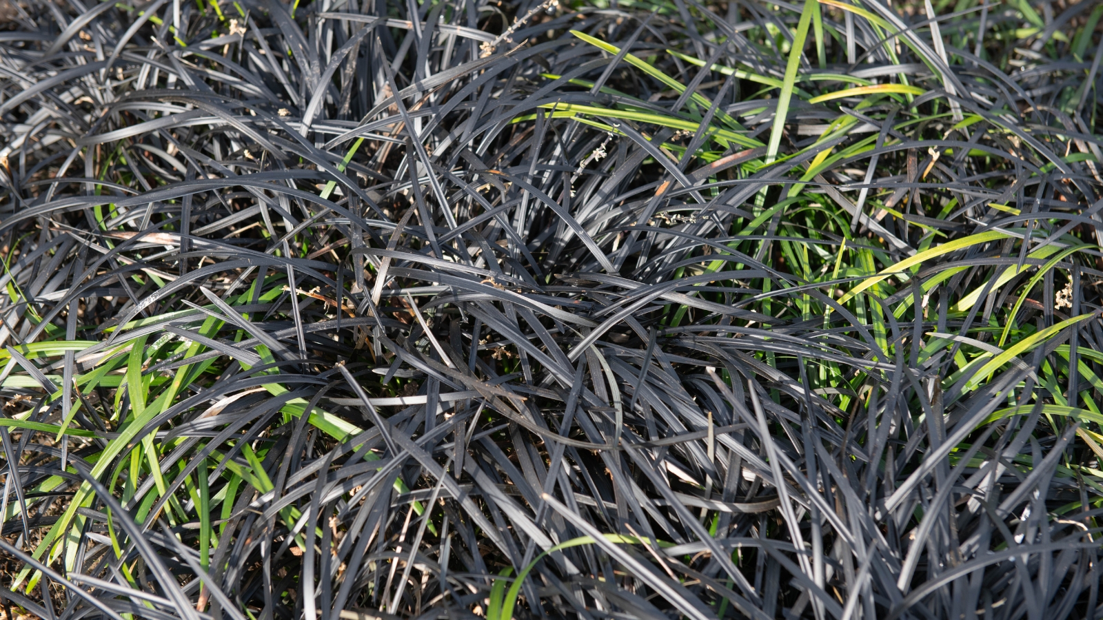 A dense cluster of deep purple leaves interspersed with a few fresh, bright green shoots emerging, surrounded by bare soil and tiny patches of grass.