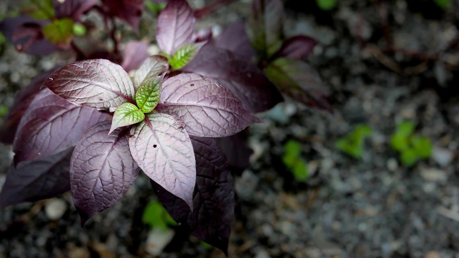 A lovely purple waffle plant appearing to have deep purple leaves with vibrant shades of green surrounded by dark green and brown material on the gorund