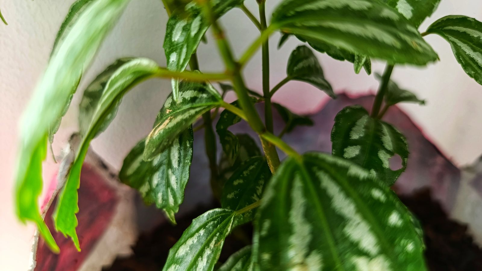 A close up of a Pilea cadierei plant appearing to have limited leaves with white patterns, planted in a makeshift container using a paper material