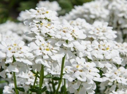 A close-up shot of a small composition of evergreen perennials, commonly known as candytuft