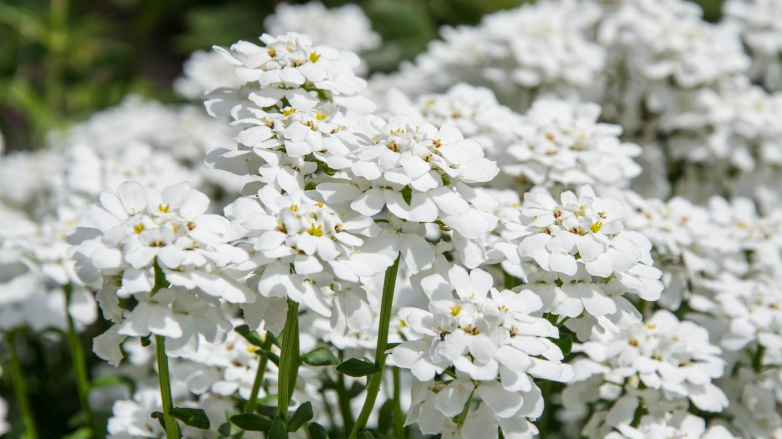 A close-up shot of a small composition of evergreen perennials, commonly known as candytuft