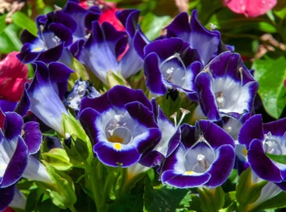 A focused shot of various colored torenia