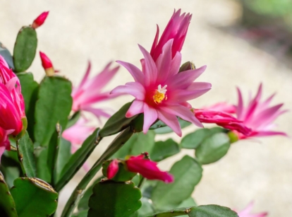 A lovely easter cactus under the sunlight, appearing to have bright pink blooms placed outdoors somewhere with partial shade