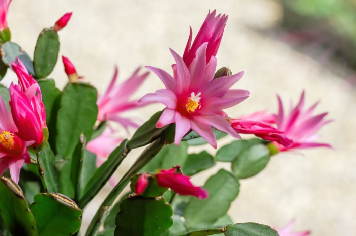 A lovely easter cactus under the sunlight, appearing to have bright pink blooms placed outdoors somewhere with partial shade