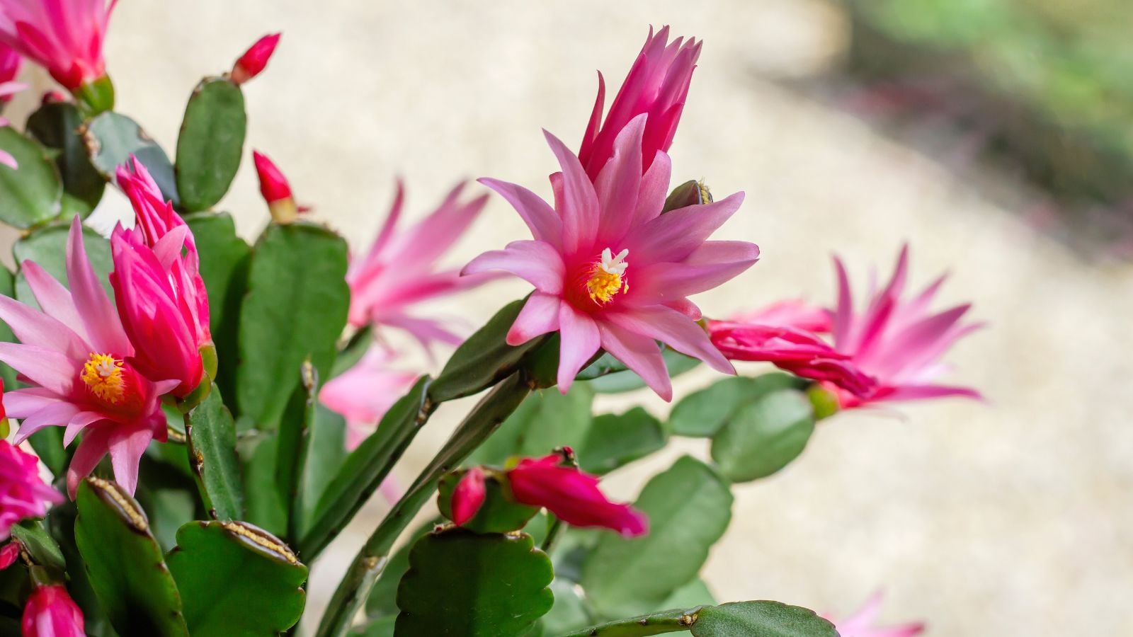 A lovely easter cactus under the sunlight, appearing to have bright pink blooms placed outdoors somewhere with partial shade