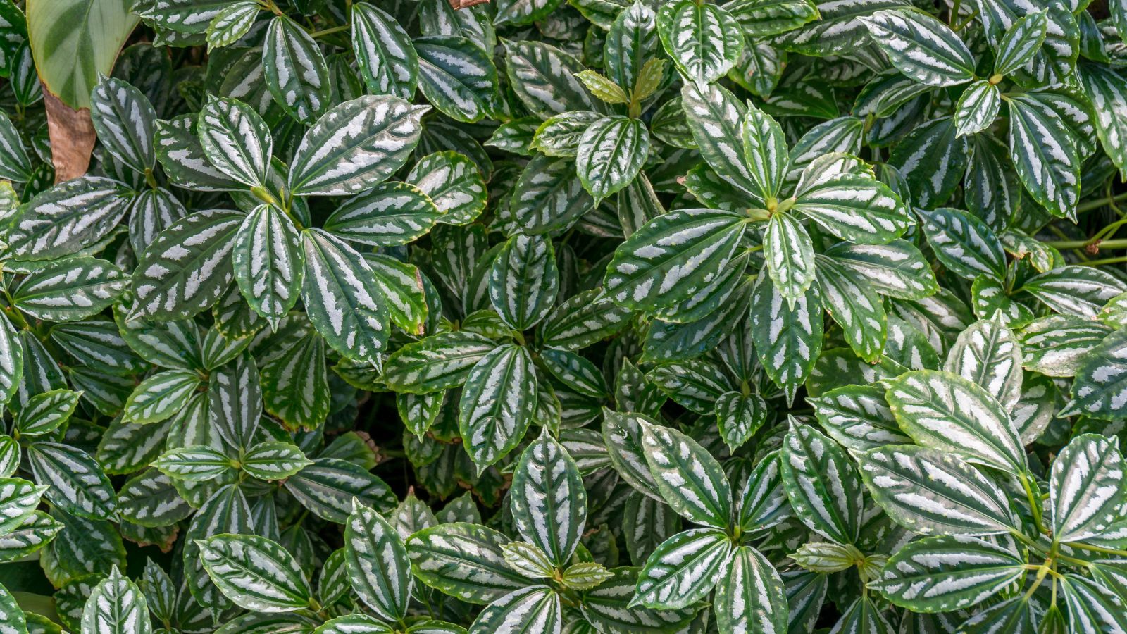 A lush layer of Pilea cadierei leaves appearing to have deep green and white patterns while having a waxy textured surface