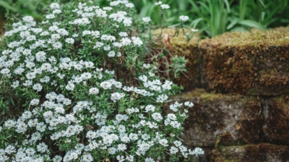 A shot of growing flowering plants with is white blooms on a rocky surface outdoors