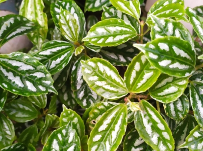 Aluminum plant with lush leaves forming a thick layer of deep green and silvery white foliage under bright sunlight appearing warm