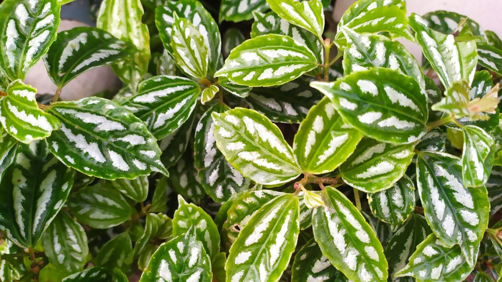 Aluminum plant with lush leaves forming a thick layer of deep green and silvery white foliage under bright sunlight appearing warm