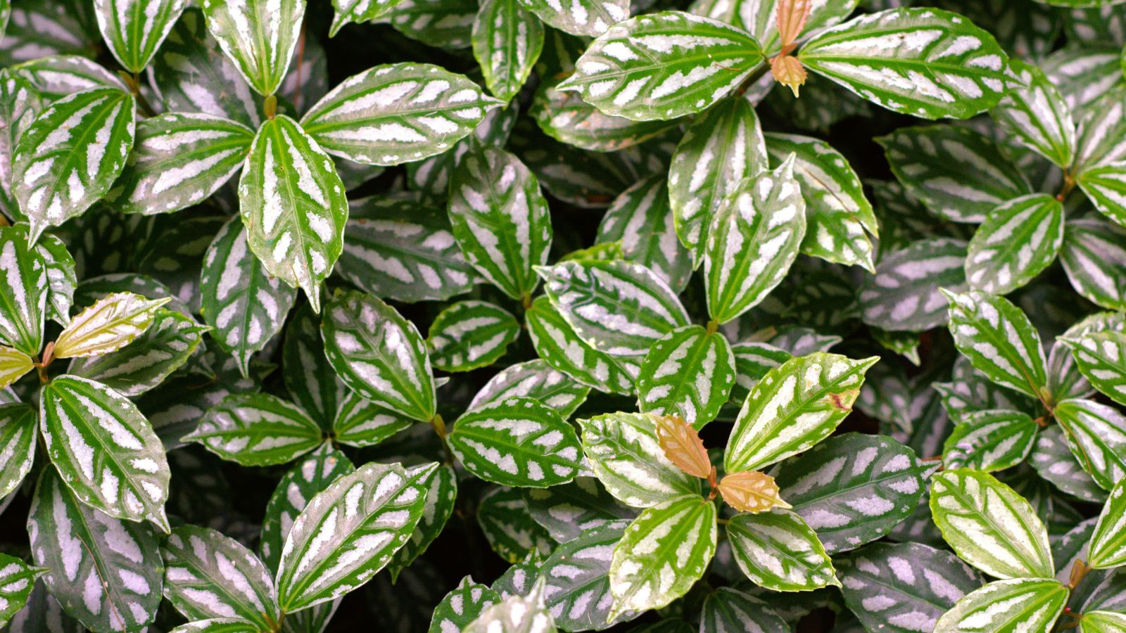 A lush and healthy Pilea cadierei bush with a thick layer of leaves with silvery white patterns