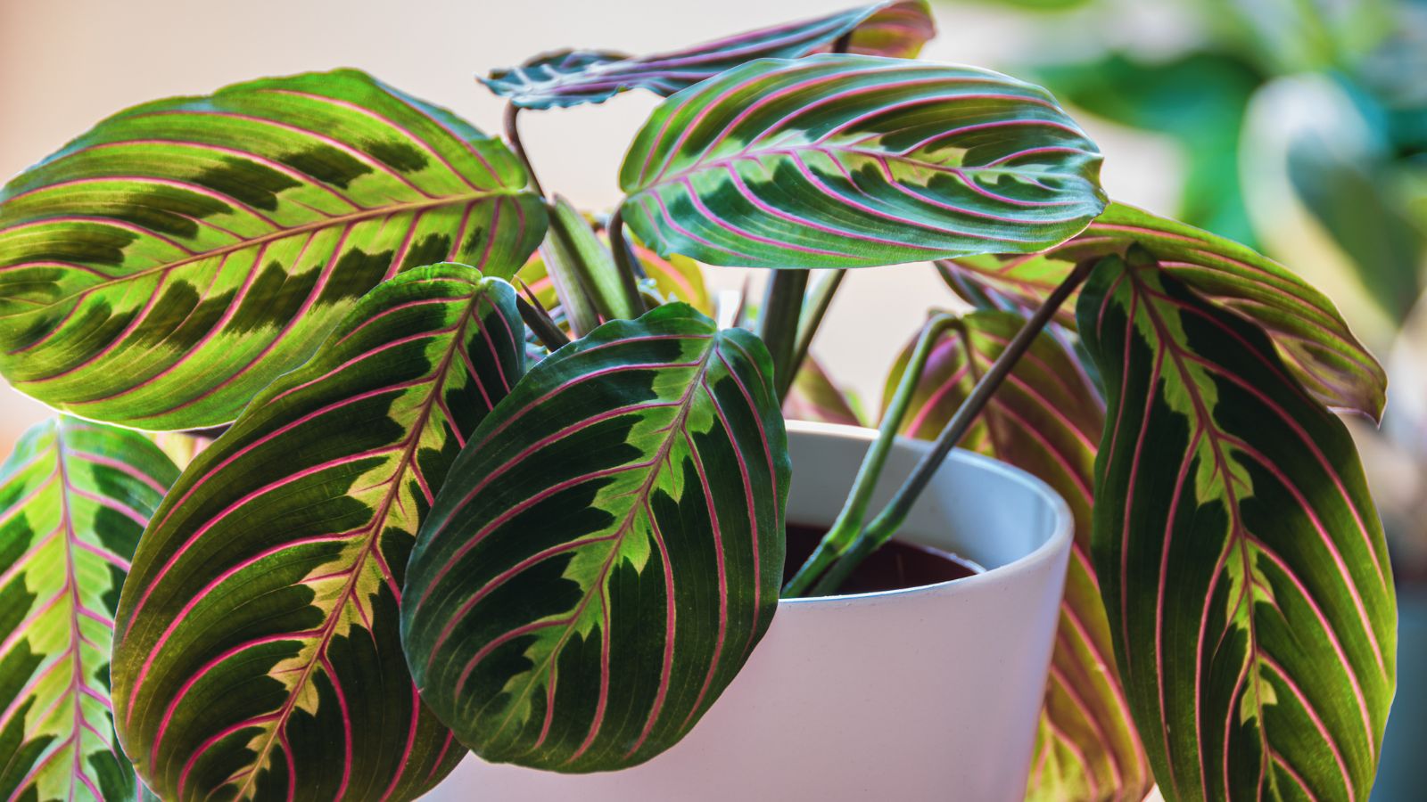 A close-up shot of a houseplant that showcases how to propagate prayer plant