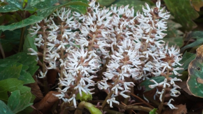 Blossoms of the Allegheny spurge appearing to have white wavy tendrils forming a column shape surrounded by deep green leaves appearing healthy with some dry pieces