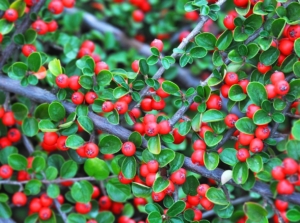 A layer of Cotoneaster horizontalis appearing to have vivid red berries looking healthy and ready for picking surrounded by vibrant green leaves