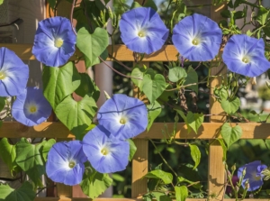 Lovely and dainty Ipomoea tricolor flowers appearing to have a deep shade of blue, blooming along a trellis supporting the plant's weight