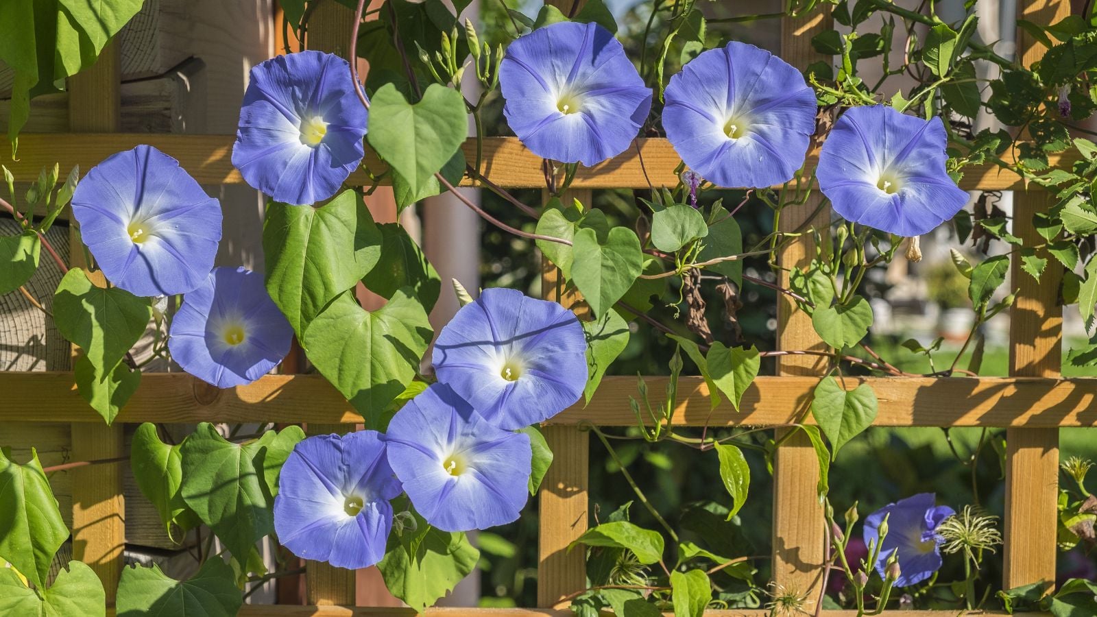 Lovely and dainty Ipomoea tricolor flowers appearing to have a deep shade of blue, blooming along a trellis supporting the plant's weight