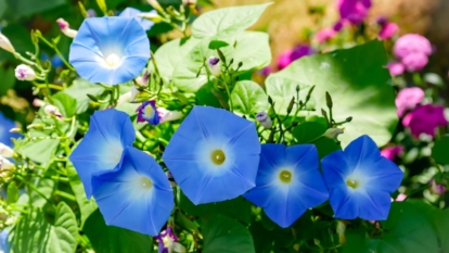 A plant with Mexican morning glory flowers looking vibrant and beautiful still attached to stems and leaves that are bright green