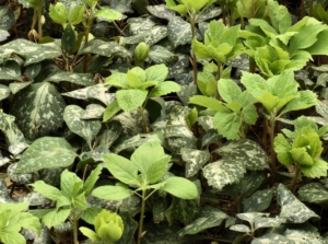 A lovely Pachysandra procumbens appearing to spotted and marked leaves with a unique cool-toned color surrounded by other greens
