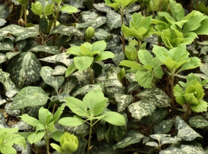 A lovely Pachysandra procumbens appearing to spotted and marked leaves with a unique cool-toned color surrounded by other greens