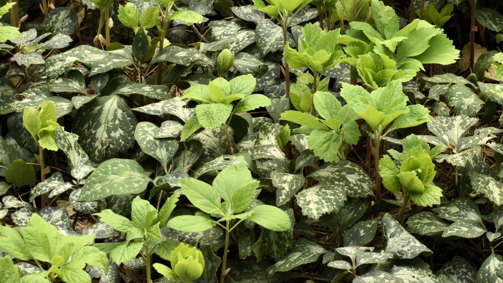 A lovely Pachysandra procumbens appearing to spotted and marked leaves with a unique cool-toned color surrounded by other greens