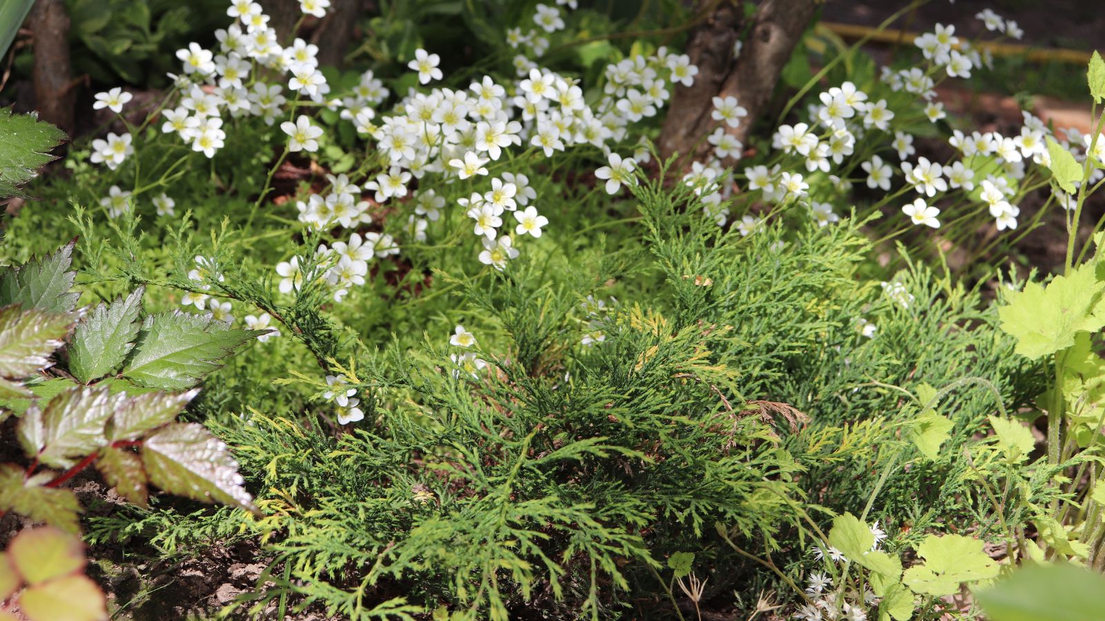 A Celtic pride plant surrounded by tiny white flowers, appearing to grow low with other greens appearing to develop near it